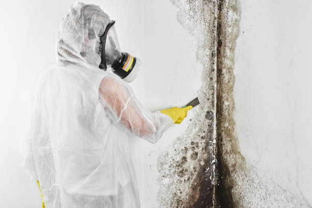 Best Fast Mold Removal  in Leander, TX