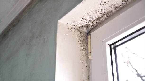 Best Commercial Mold Removal  in Leander, TX