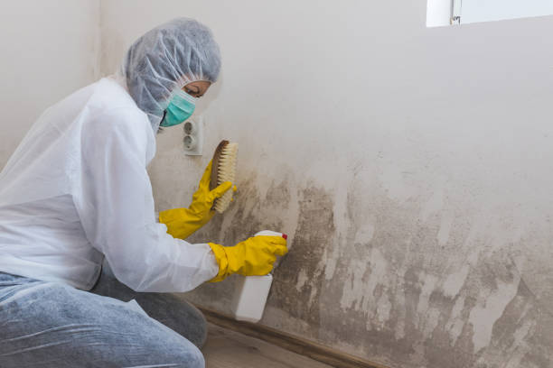 Professional Mold Removal in Leander, TX