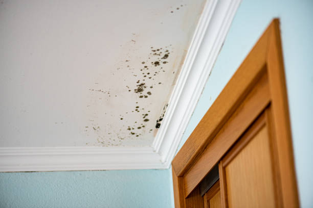 Best Same-Day Mold Removal  in Leander, TX