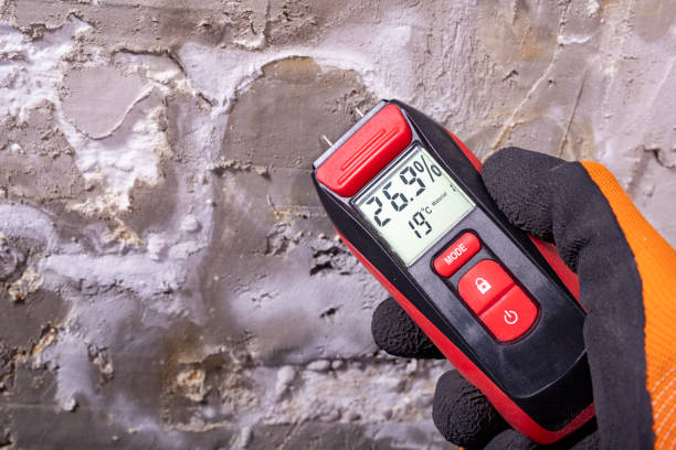 Best Same-Day Mold Removal  in Leander, TX