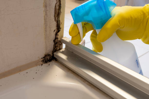 Best Affordable Mold Removal  in Leander, TX