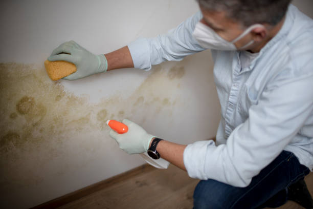 Best Professional Mold Removal  in Leander, TX