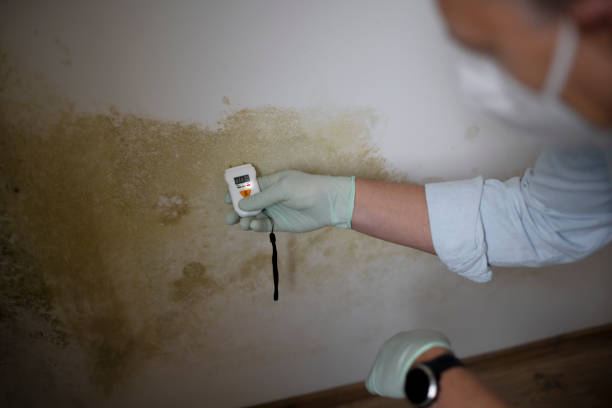 Best Professional Mold Removal  in Leander, TX