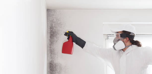 Best Best Mold Removal Companies  in Leander, TX