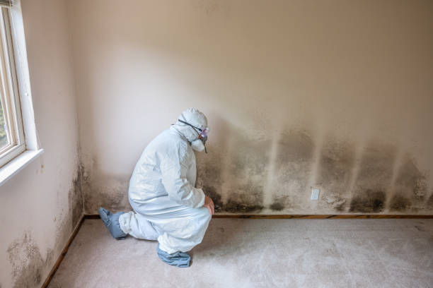 Best Affordable Mold Removal  in Leander, TX