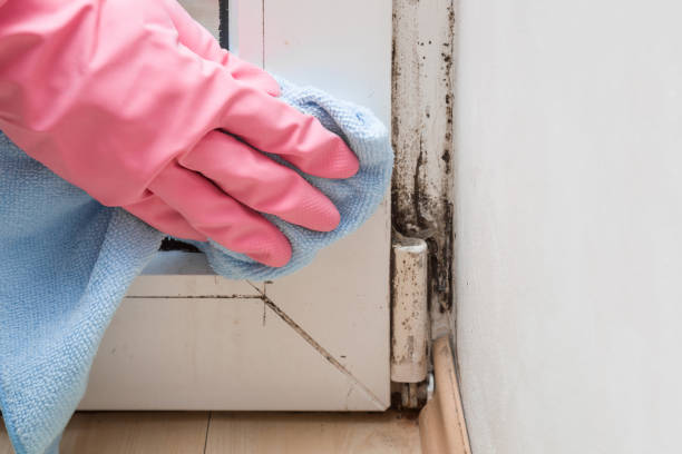 Best Mold Removal Company Near Me  in Leander, TX