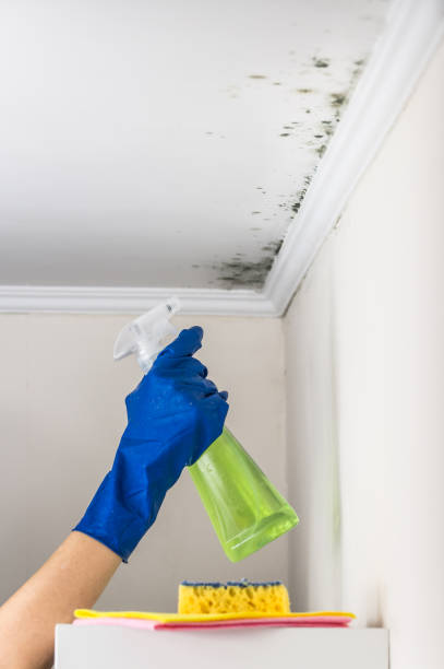 Best Mold Cleaning Services  in Leander, TX